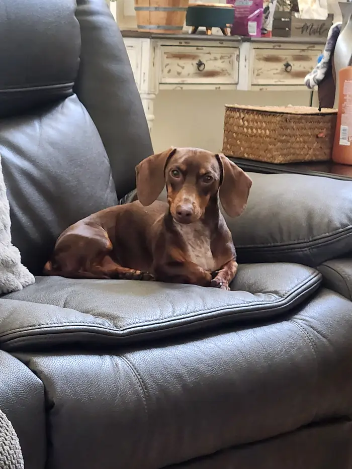 Tan dog relaxing on a couch beside a person