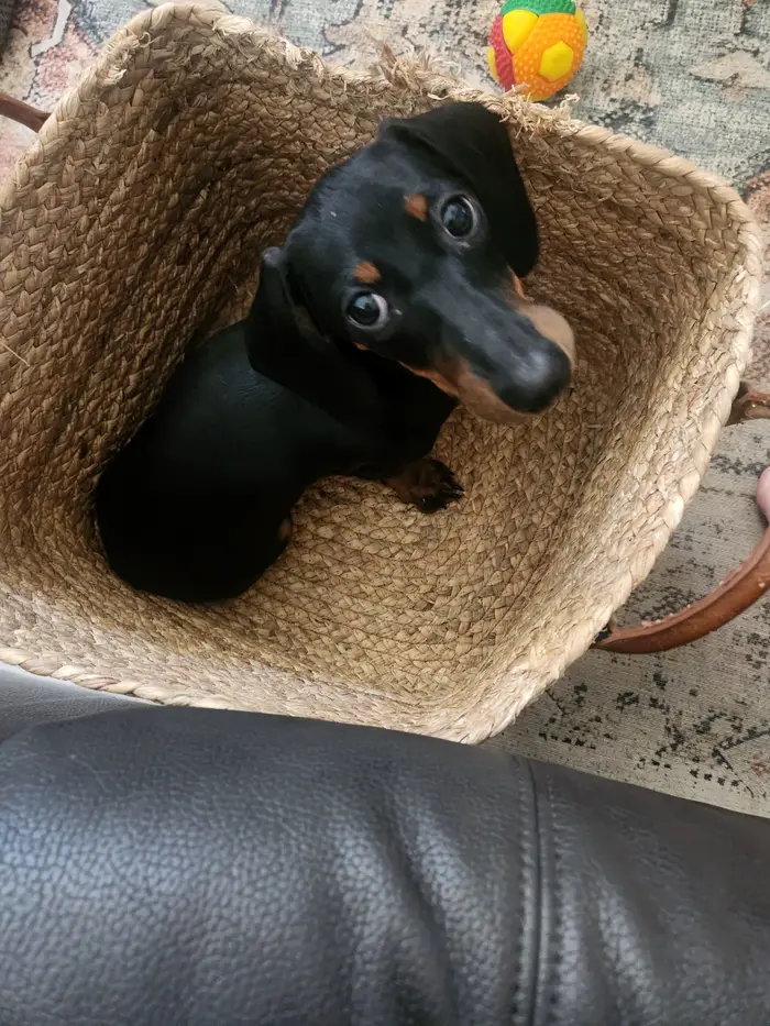 Small brown dog relaxing on a couch