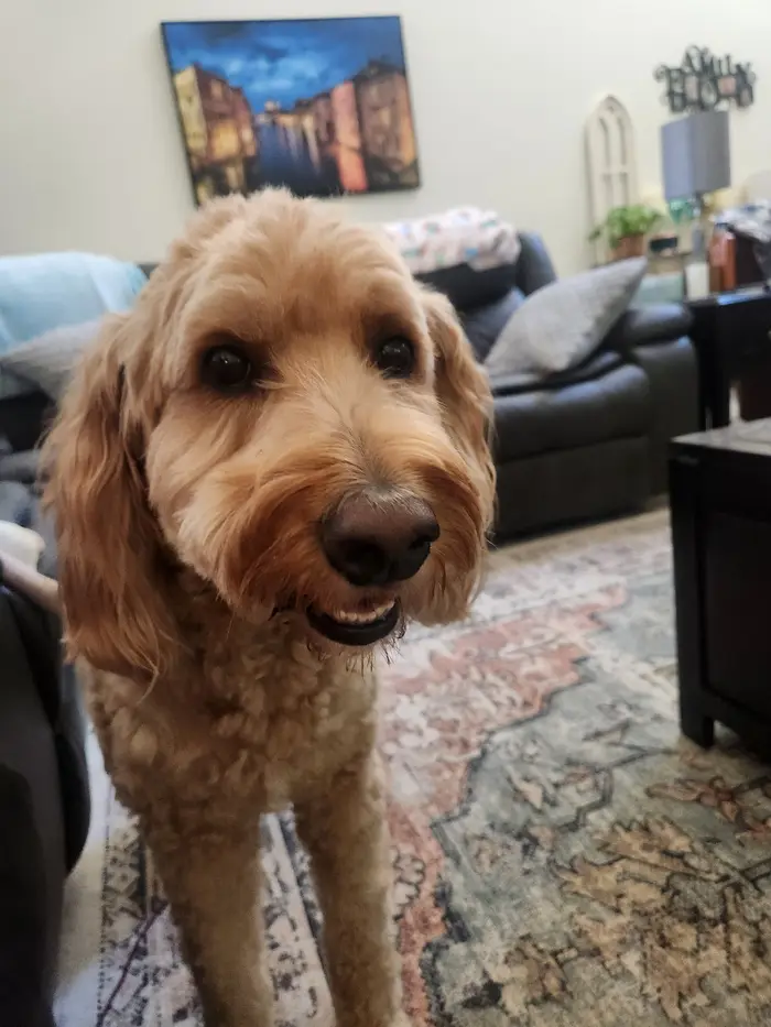 Golden dog relaxing on a couch