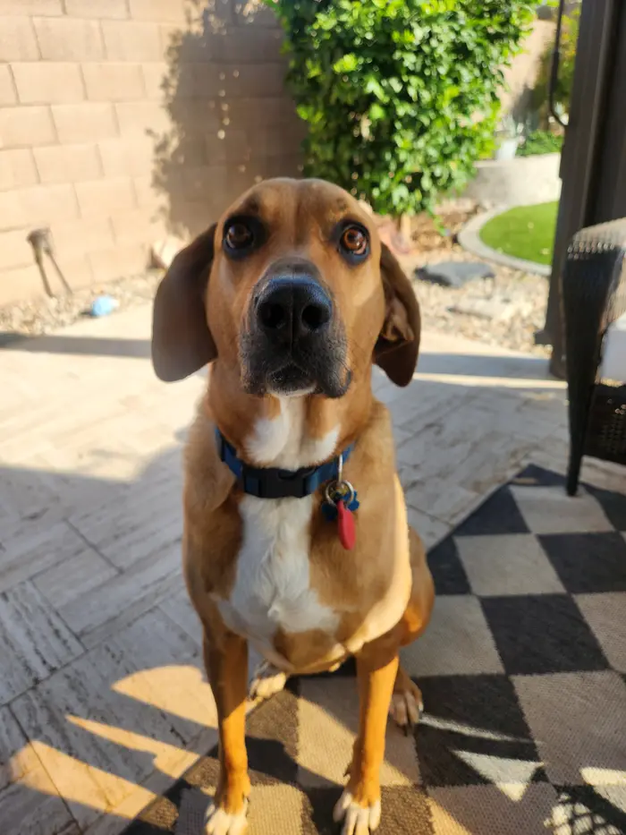 Brown dog looking toward the camera outdoors