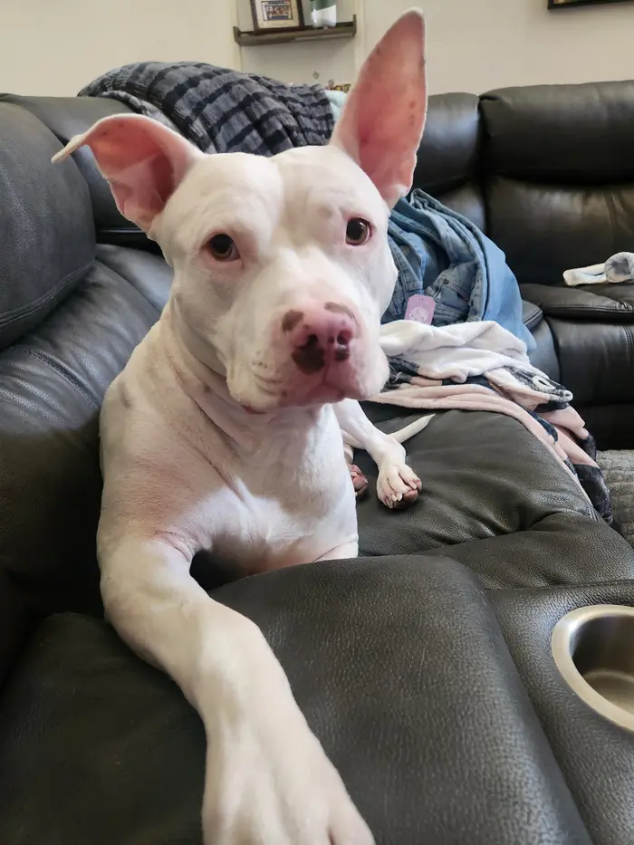 White dog resting comfortably on a couch