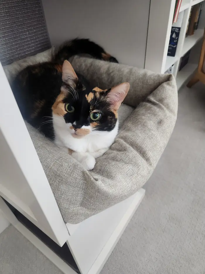 Calico cat resting in a soft cat bed