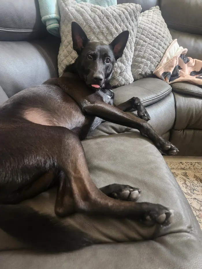 Black dog resting on a couch with a blanket